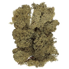 Daichi Farm DO061071-760 Preserved Flower Iceland Moss Sachet, Moss Green, Approx. 1.4 oz (40 g), 1.4 oz (40 g)
