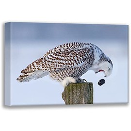 ArtDirect Cumming, Jim 24x17 Gallery Wrapped Canvas Museum Art Titled: Snowy Owl - Cough It Up Buddy