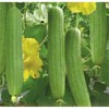 zcbang 20+ Vegetable Edible Luffa Loofa Seeds Smooth Sponge Gourd