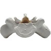 Sacrum Bone Model - Anatomically Accurate Human Replica - hBARSCI