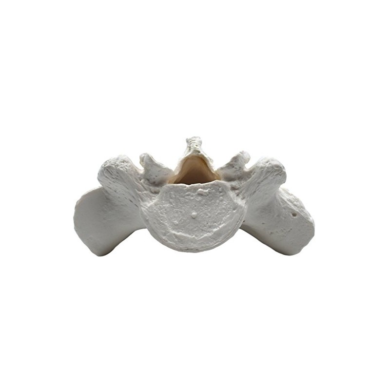 Sacrum Bone Model - Anatomically Accurate Human Replica - hBARSCI
