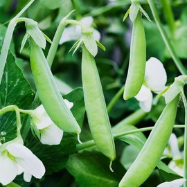 100 Seeds Sugar Ann Dwarf Pea Seed for Planting Sweet Snap Peas in Your Home Vegetable Garden - Non-GMO Heirloom Seeds