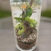 Quality Growers - Preserved Reindeer Moss - Moss for Crafts,