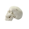 Zgood - Modelo anatómico de hueso de calavera con cabeza