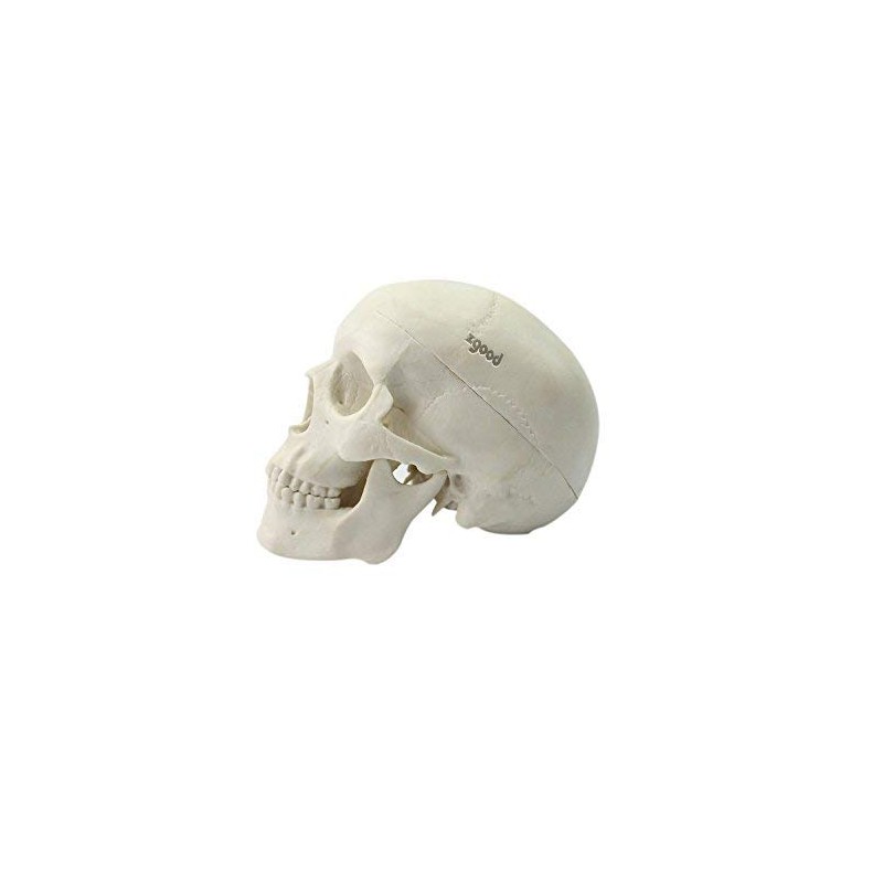 Zgood - Modelo anatómico de hueso de calavera con cabeza