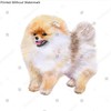 Poster Reproduction of Watercolor closeup portrait of Pomeranian dog isolated