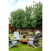 Eagleston Holly Tree | 10 Live Plants | Ilex X
