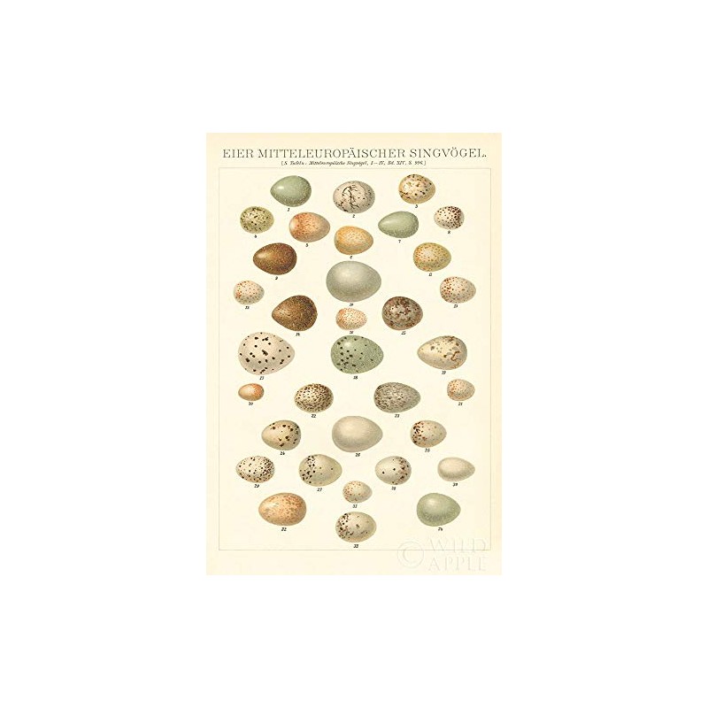 Songbird Egg Chart by Wild Apple Portfolio -