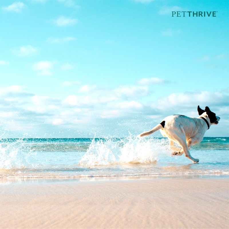 PetThrive Dog Hip and Joint Support Supplement Soft Chews with