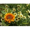 Seeds4planting - Seeds Cape Daisy Mix Vibrant Venidium Annual Flowers