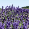 NEAL'S YARD REMEDIES Aroma Shower Gel (Body Wash), Body Soap,