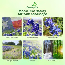 Outsidepride Texas Bluebonnet Seeds - 500 Pcs Annual Lupinus Texensis, Heirloom Quality, Drought-Tolerant Wildflower Seeds w/Blue Blooms for Vibrant Spring Displays, Landscape, & Attracts Pollinators