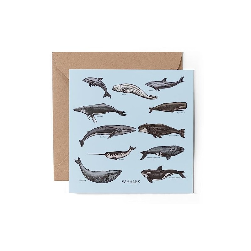 1 x Greeting Card - Collection Whales Dolphins Engraving -