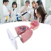 Respiratory System Model with Removable Heart Human Lung Anatomical Display
