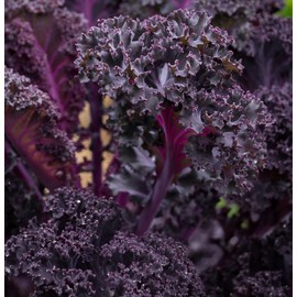 Scarlet Red Kale Seeds for Planting – Plant & Grow Heirloom Scarlet Red Kale in Home Outdoor Vegetable Garden, Brassica oleracea – 2 Packets