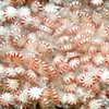 Starlights - Peppermint Starlight Mints 1 Pound (16 OZ)
