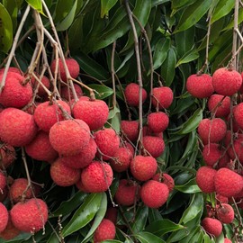 15+ Lychee Seeds for Planting Heirloom Tropical Fruit Seeds Non-GMO Litchi Seed Perennial Psidium Guajava Exotic Fruit for Plant Indoor Bonsai Outdoor