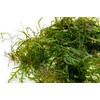 SubstrateSource Live Aquarium Plants on Driftwood, Lava Rock, Moss, Fiber