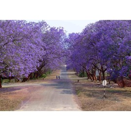 TomorrowSeeds - Jacaranda Purple Tree Seeds - 150+ Count - for 2026 Planting Jacaranda Mimosifolia Black Poui Blue Lavender Flowers Semi-Evergreen Tree Grow Your Own Home Farm Patio Healthy