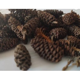 Natural Alder Cones for Aquarium, Large Size, Black Water Treatment, Shrimp and Betta Fish Tank Botanical, pH Lowering (25 Alder Cones)