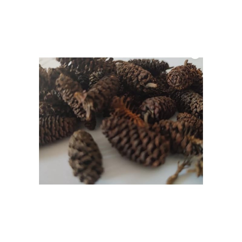 Natural Alder Cones for Aquarium, Large Size, Black Water Treatment,