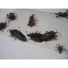 Tred-Not 10 pk  Stink Bug Trap / Strip, Asian Beetle, Lady Bug, Spider / Cricket,  USA