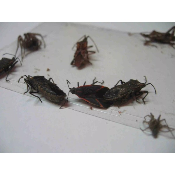 Tred-Not 10 pk Stink Bug Trap / Strip, Asian Beetle,