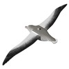 EUGY Royal Albatross 3D Model Craft Kit