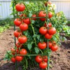 100Pcs Stake Arms for Tomato Cage, 11.8 inch Tomato Stake