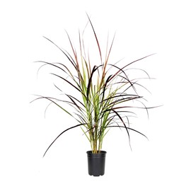 Red Fountain Grass I 3 Large Gallon Size Plants I Pennisetum Setaceum Rubrum I Live Premium Quality, Ornamental Perennial Grass for Eye-Catching Landscaping, Gardens