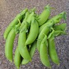 50 Cascadia Snap Pea Heirloom Seeds - Non GM -