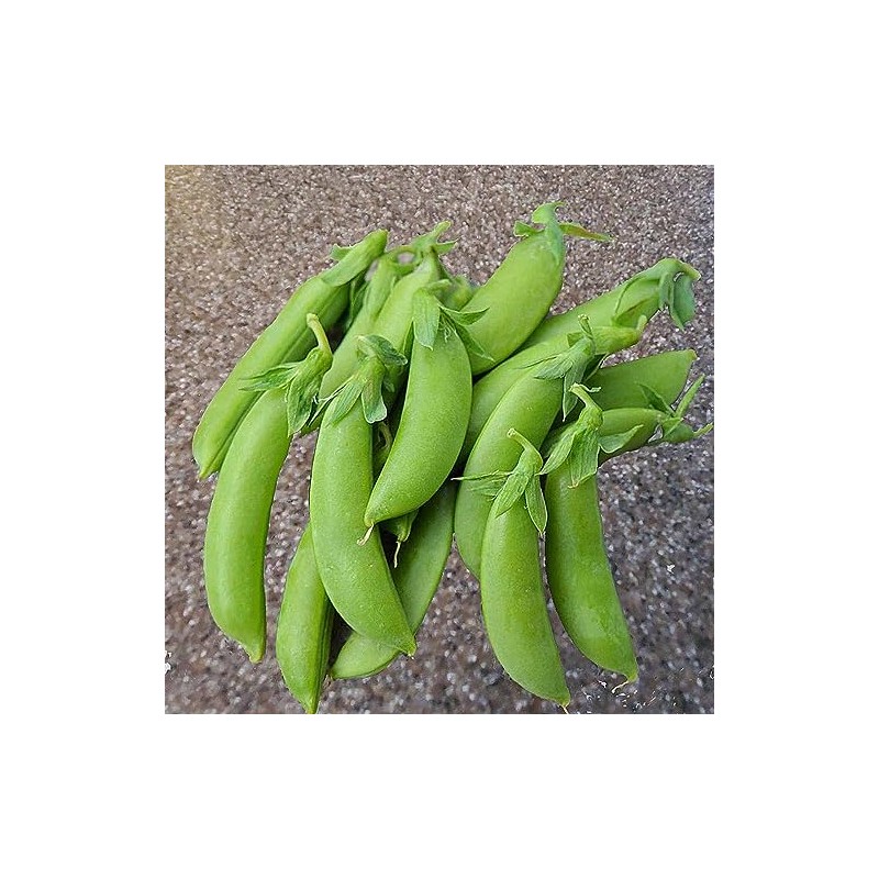 50 Cascadia Snap Pea Heirloom Seeds - Non GM -