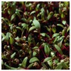 Everwilde Farms - 1 Lb Bull's Blood Beet Seeds -