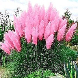 Giant Pink Pampas Grass Seeds - 500 Seeds - Ships from Iowa, Made in USA - Ornamental Landscape Grass or Privacy Plant