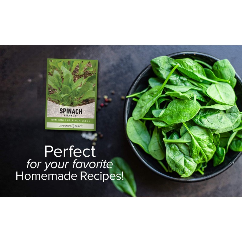 Gardeners Basics, Spinach Seeds for Planting (Viroflay) is A Great