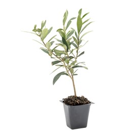 1 Dwarf Fruitless Olive Tree | Live Sapling in 2.5-inch Nursery Cube | Olea europaea 'Montra' Variety | Drought-Tolerant Evergreen | Easy-Care, Small Compact Shrub for Home and Garden Landscaping