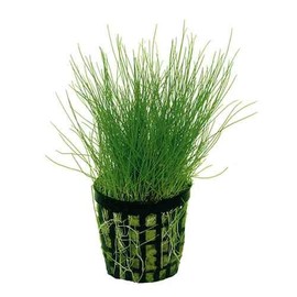Foreground Potted Live Aquarium Plants | Freshwater Aquatic Plants for Aquariums (Potted Dwarf Hairgrass)