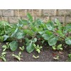 ENVIDESO Chinese Broccoli-1000 Seeds, Kai LAN, GAI LAN, ICA Alboglabra,