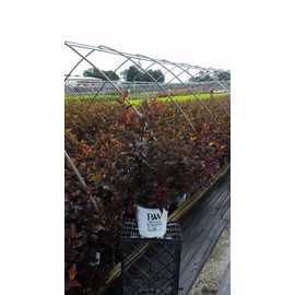 Live plant from Green Promise Farms Physocarpus op. Ginger Wine (Ninebark) Shrub, 3-Size Container, White Flowers