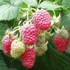 5 Joan J Raspberry Plants-Everbearing, Thornless (5 Lrg 2 Yrs Bare Root Canes)