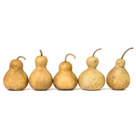 Box of 5 Dried Bottle Gourds - 4" Diameter, Ready for Crafting and Decorating