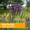 Herb Pharm Certified Organic Vervain Liquid Extract, Blue, 1 Fl
