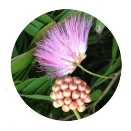 SCHULTZII Pink Powder Puff Tree Live Plant Oriental Rose Cascade Calliandra Unique Flowers Bonsai Starter Plant 4 Inch Pot Emerald tm