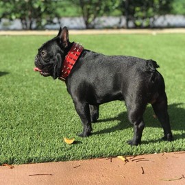Bestia "Frenchie Red Genuine Leather Dog Collar. Studded. Soft Padded