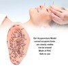 6.7in Ear Acupuncture Model Silicone Engraving Ear Massage Acupuncture Model