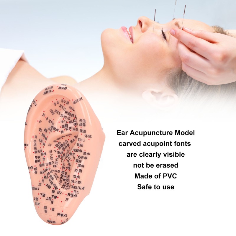 6.7in Ear Acupuncture Model Silicone Engraving Ear Massage Acupuncture Model