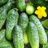 KIRA SEEDS - Cucumber Wisconsin - Open-Pollinated - Heirloom Vegetable