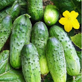KIRA SEEDS - Cucumber Wisconsin - Open-Pollinated - Heirloom Vegetable - GMO Free