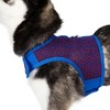 Active Mesh Dog Harness with Leash (X-Large, Blue & Red)