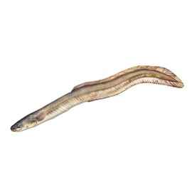 GABY Fish Pillows - Cushion - European Eel - 115 cm